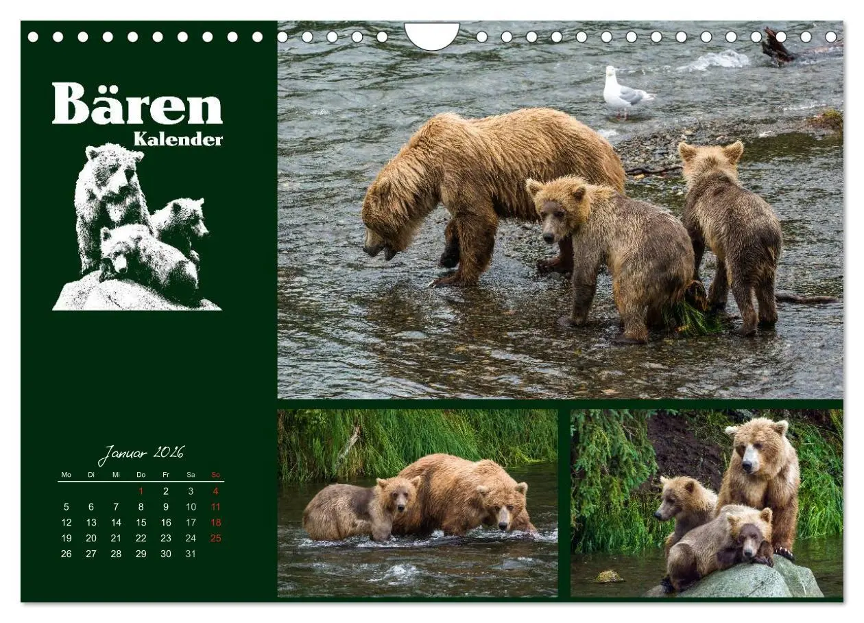 Bild: 9783516219289 | Bärenkalender (Wandkalender 2026 DIN A4 quer), CALVENDO Monatskalender