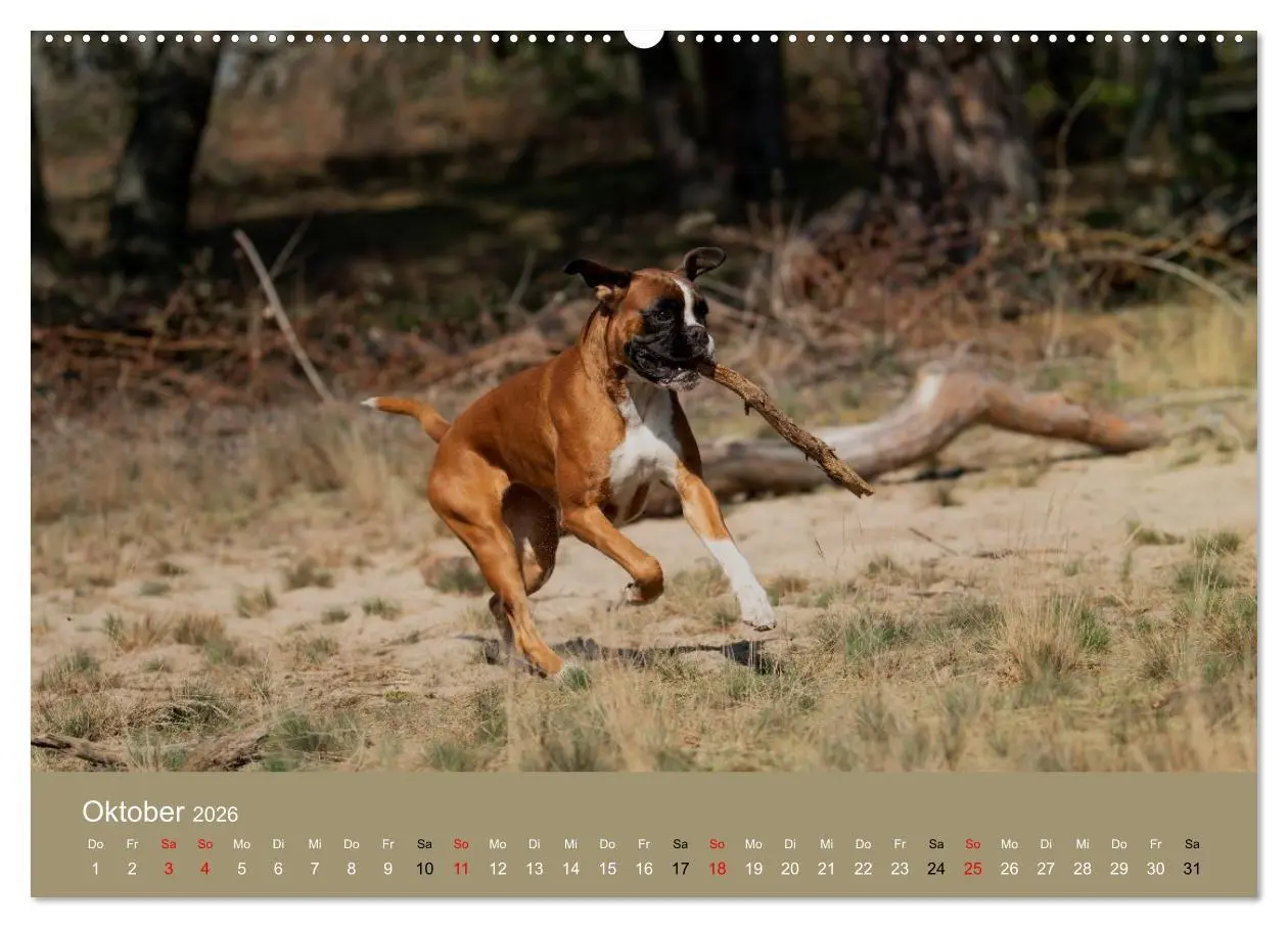 Bild: 9783516699289 | Boxer - charmante Herzensbrecher (Wandkalender 2026 DIN A2 quer),...