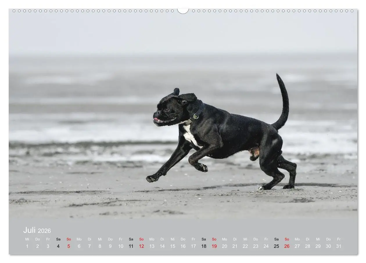 Bild: 9783516699289 | Boxer - charmante Herzensbrecher (Wandkalender 2026 DIN A2 quer),...