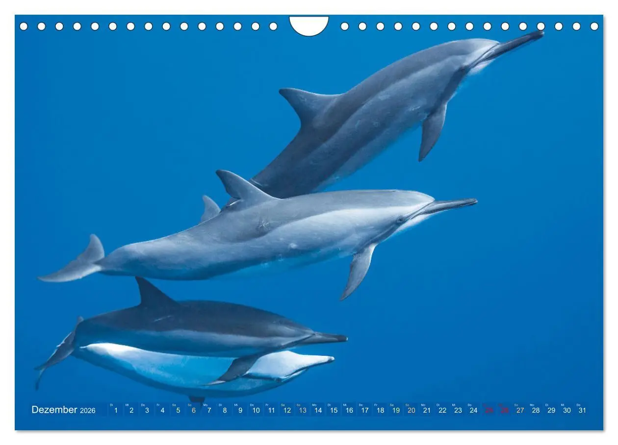 Bild: 9783457359389 | Tauchen: Wunderbares tiefblaues Meer (Wandkalender 2026 DIN A4...