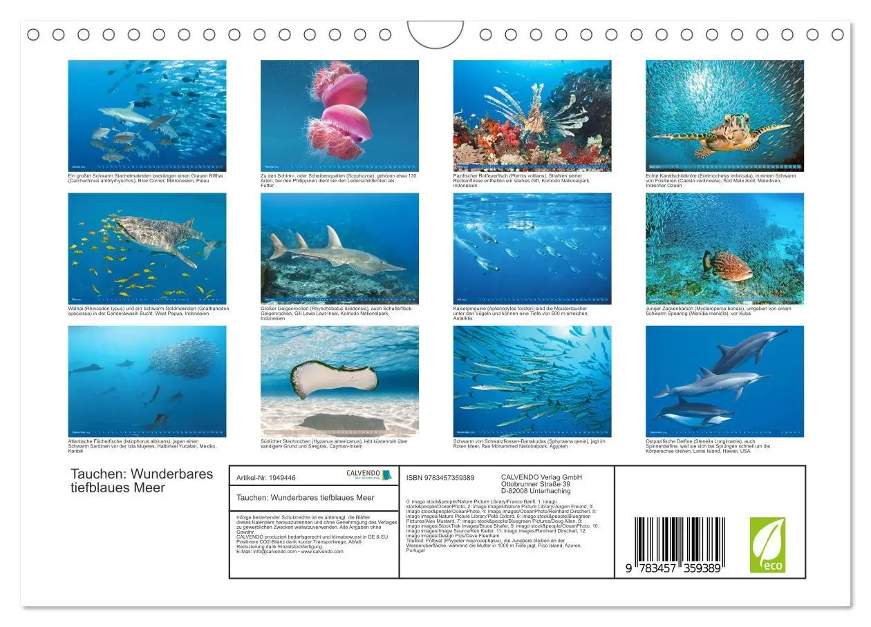 Bild: 9783457359389 | Tauchen: Wunderbares tiefblaues Meer (Wandkalender 2026 DIN A4...