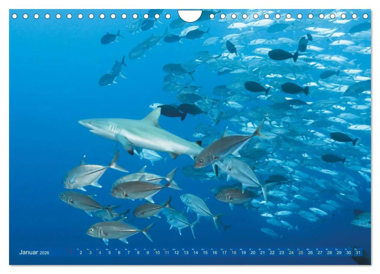 Bild: 9783457359389 | Tauchen: Wunderbares tiefblaues Meer (Wandkalender 2026 DIN A4...