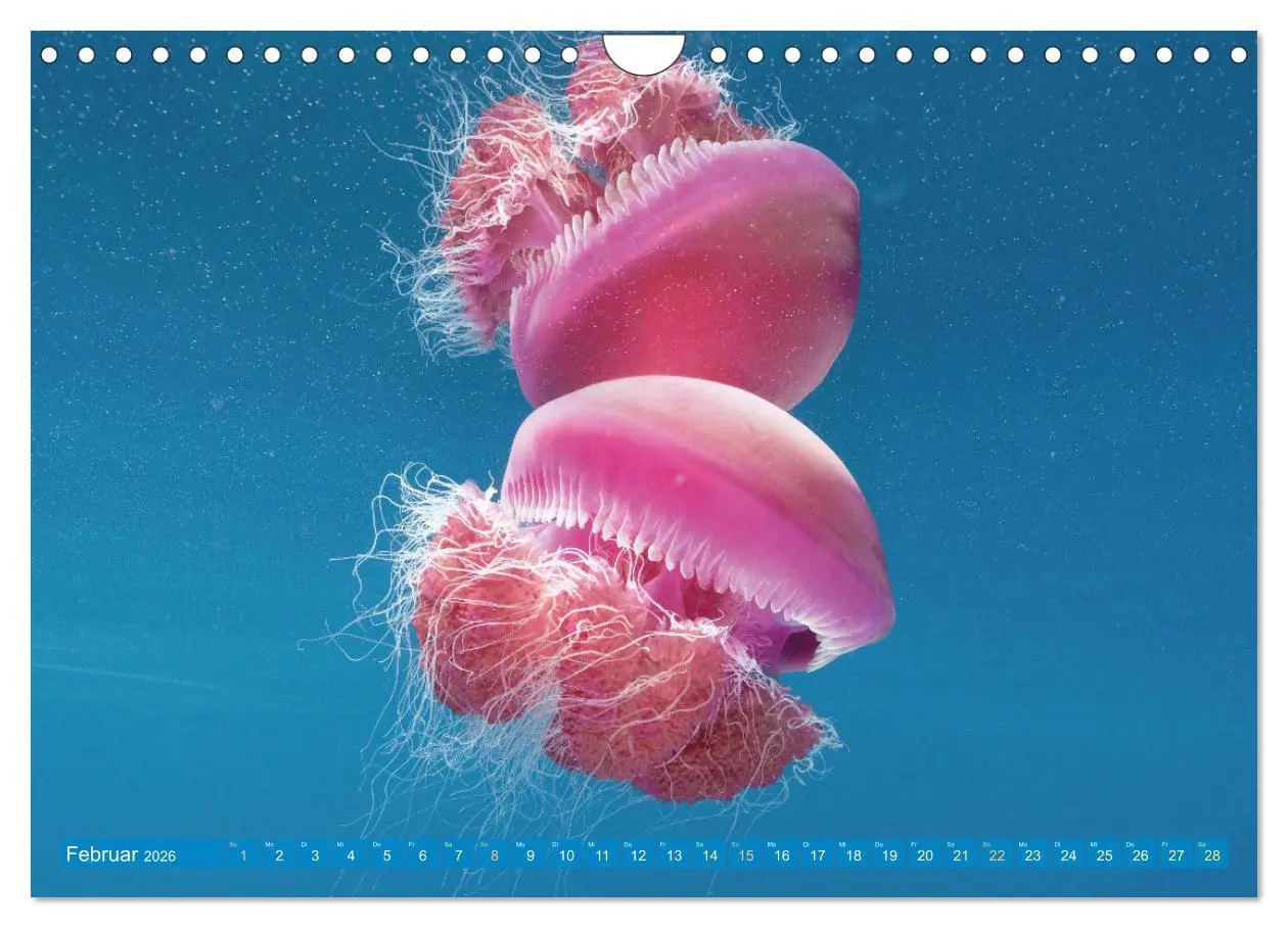 Bild: 9783457359389 | Tauchen: Wunderbares tiefblaues Meer (Wandkalender 2026 DIN A4...