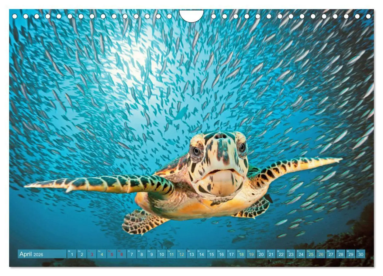 Bild: 9783457359389 | Tauchen: Wunderbares tiefblaues Meer (Wandkalender 2026 DIN A4...