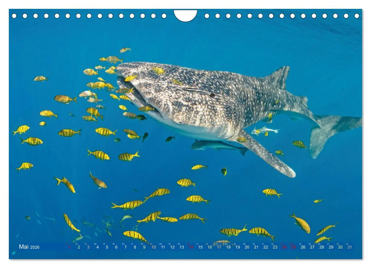 Bild: 9783457359389 | Tauchen: Wunderbares tiefblaues Meer (Wandkalender 2026 DIN A4...