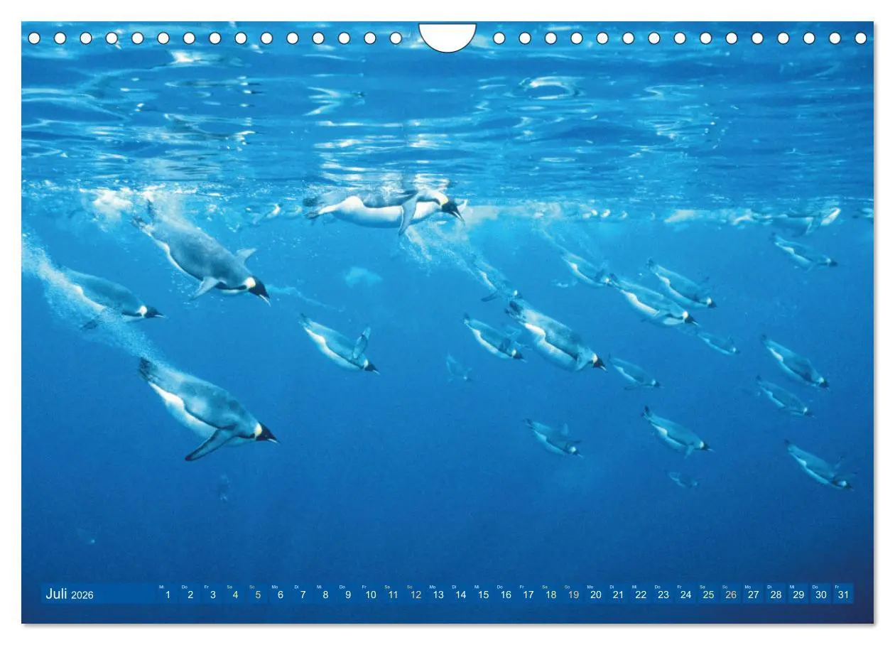 Bild: 9783457359389 | Tauchen: Wunderbares tiefblaues Meer (Wandkalender 2026 DIN A4...