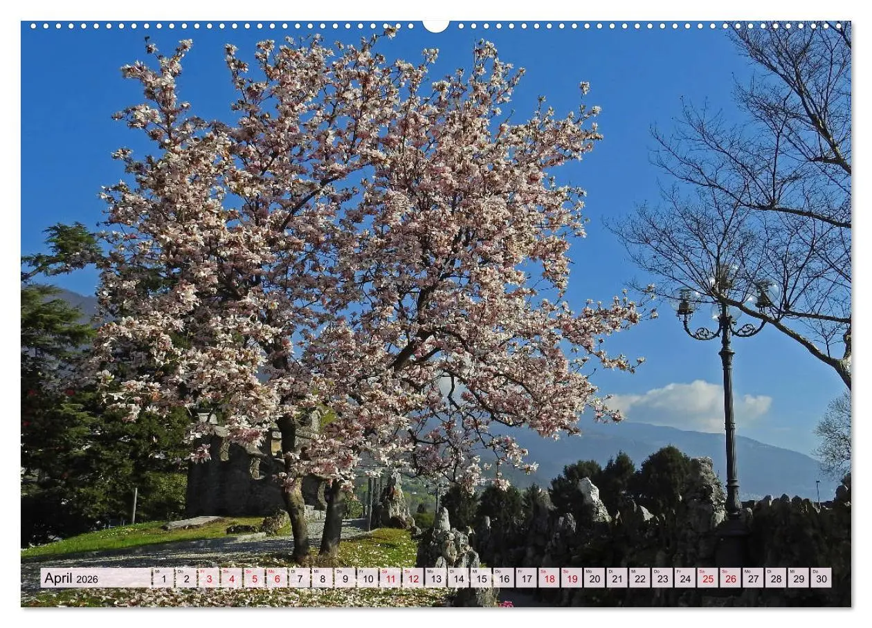 Bild: 9783457809389 | Mit Bäumen durchs Jahr (Wandkalender 2026 DIN A2 quer), CALVENDO...