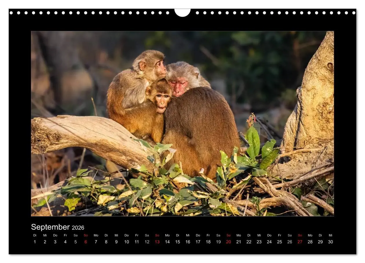 Bild: 9783516069389 | Willkommen in Indien 2026 (Wandkalender 2026 DIN A3 quer), CALVENDO...