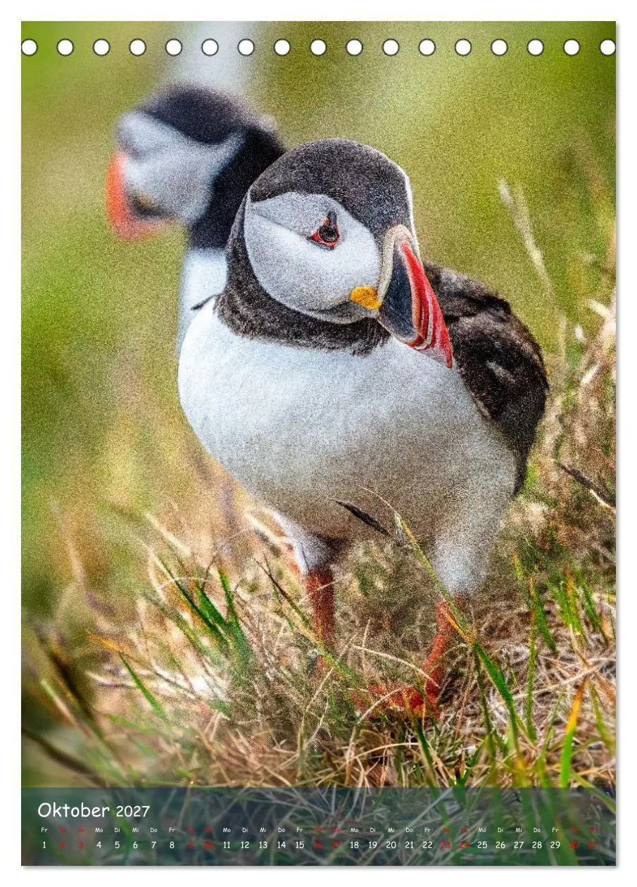 Bild: 9783569229389 | Naturerlebnis Puffin (Tischkalender 2027 DIN A5 hoch), CALVENDO...