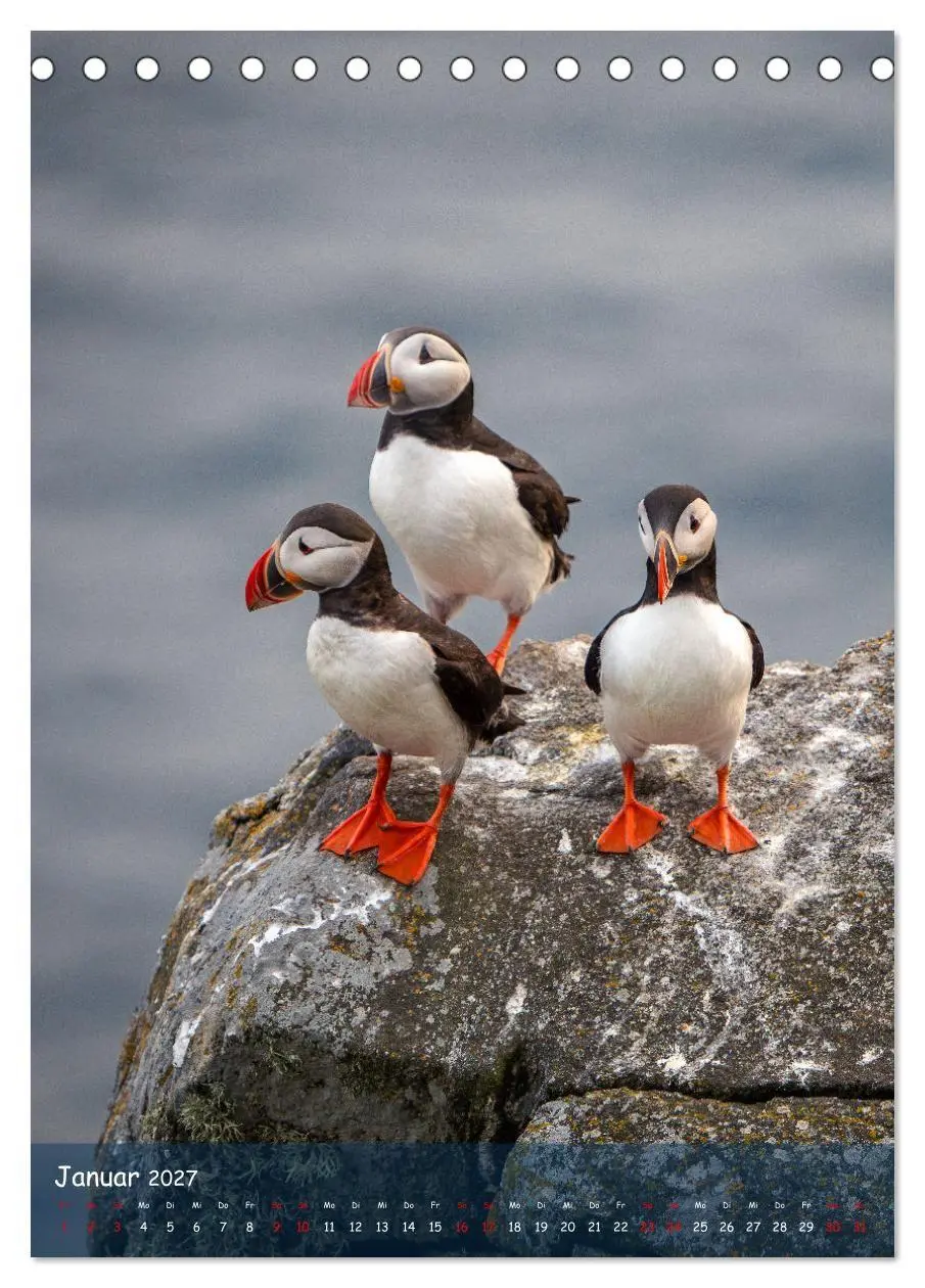 Bild: 9783569229389 | Naturerlebnis Puffin (Tischkalender 2027 DIN A5 hoch), CALVENDO...