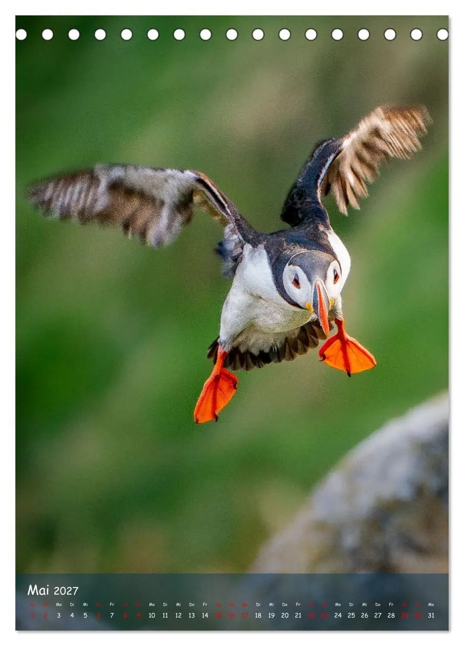 Bild: 9783569229389 | Naturerlebnis Puffin (Tischkalender 2027 DIN A5 hoch), CALVENDO...