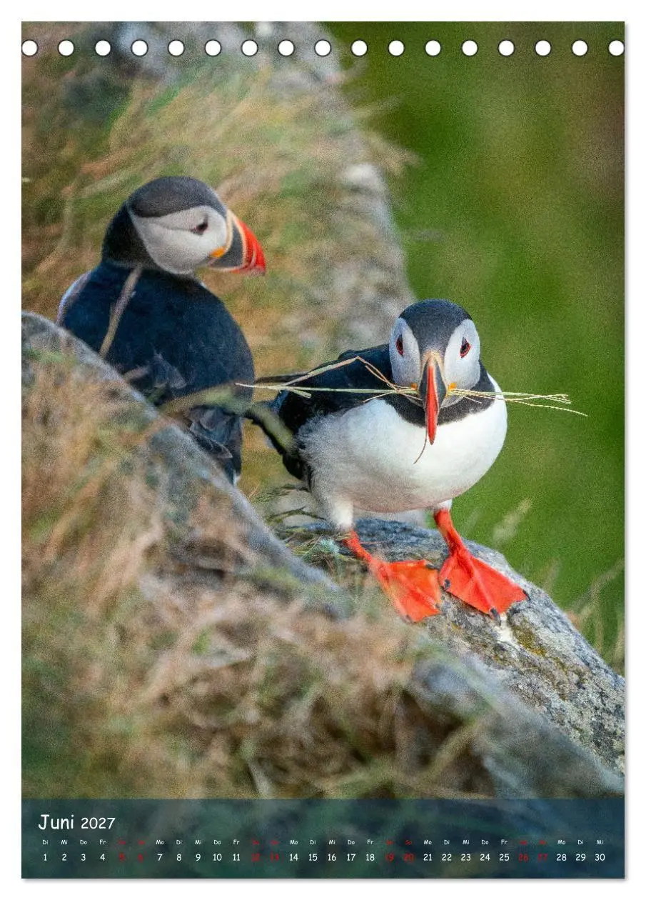 Bild: 9783569229389 | Naturerlebnis Puffin (Tischkalender 2027 DIN A5 hoch), CALVENDO...