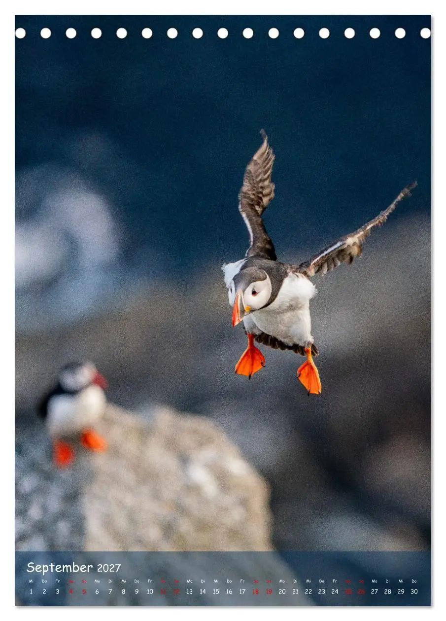Bild: 9783569229389 | Naturerlebnis Puffin (Tischkalender 2027 DIN A5 hoch), CALVENDO...