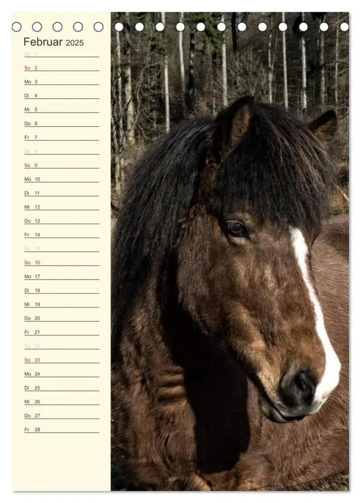 Bild: 9783457039489 | Islandpferde Geburtstagskalender (Tischkalender 2025 DIN A5 hoch),...