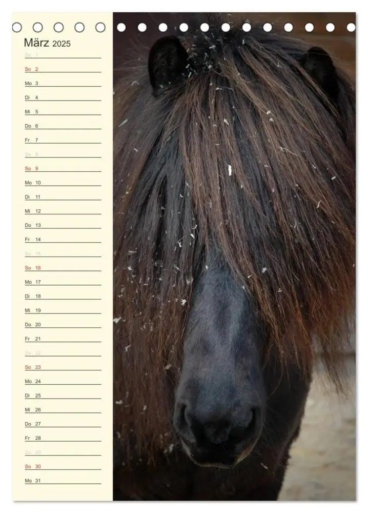Bild: 9783457039489 | Islandpferde Geburtstagskalender (Tischkalender 2025 DIN A5 hoch),...