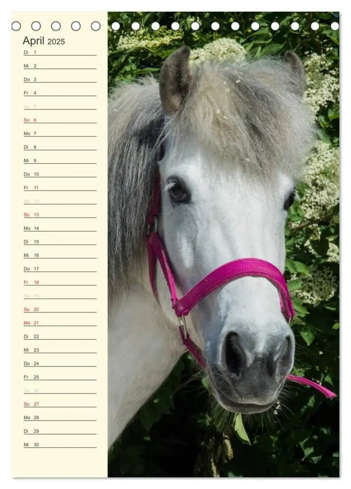 Bild: 9783457039489 | Islandpferde Geburtstagskalender (Tischkalender 2025 DIN A5 hoch),...