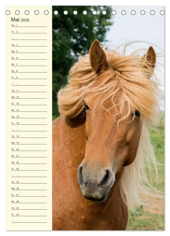 Bild: 9783457039489 | Islandpferde Geburtstagskalender (Tischkalender 2025 DIN A5 hoch),...