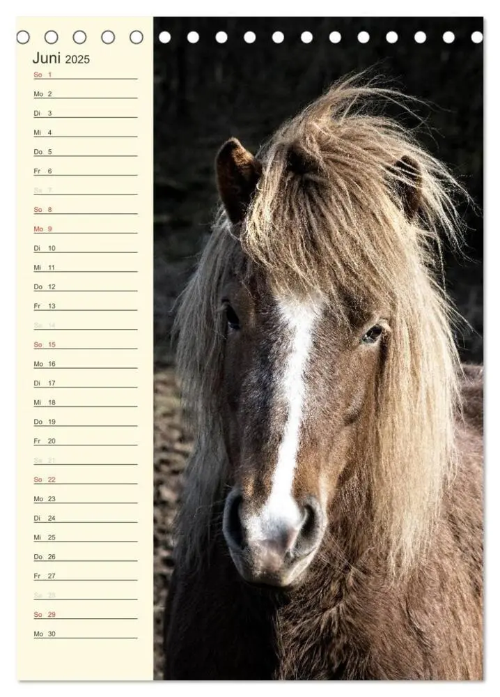 Bild: 9783457039489 | Islandpferde Geburtstagskalender (Tischkalender 2025 DIN A5 hoch),...