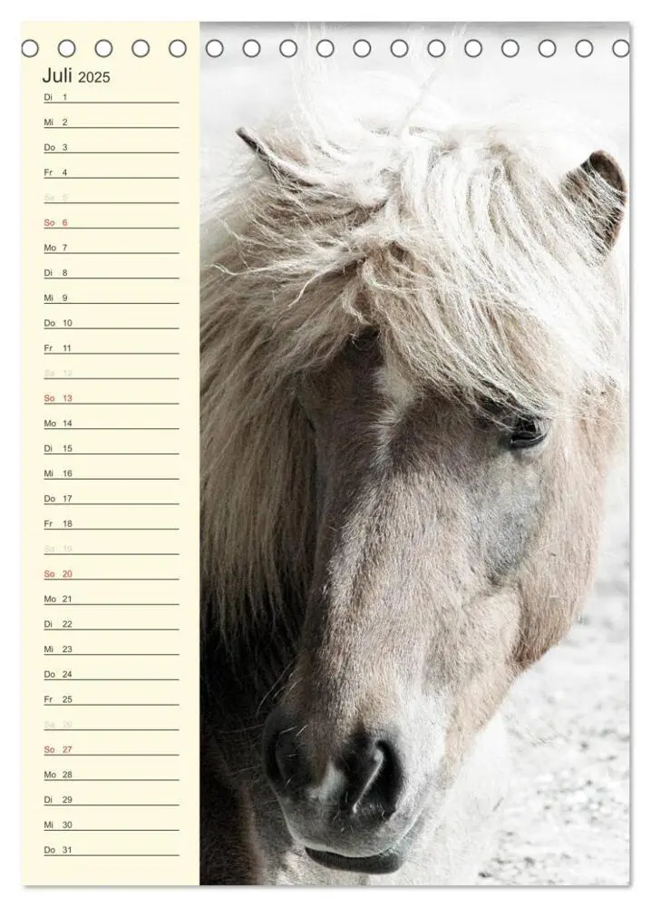 Bild: 9783457039489 | Islandpferde Geburtstagskalender (Tischkalender 2025 DIN A5 hoch),...