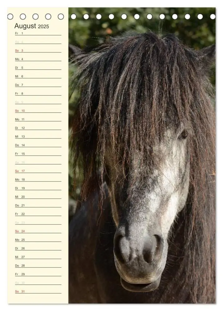 Bild: 9783457039489 | Islandpferde Geburtstagskalender (Tischkalender 2025 DIN A5 hoch),...