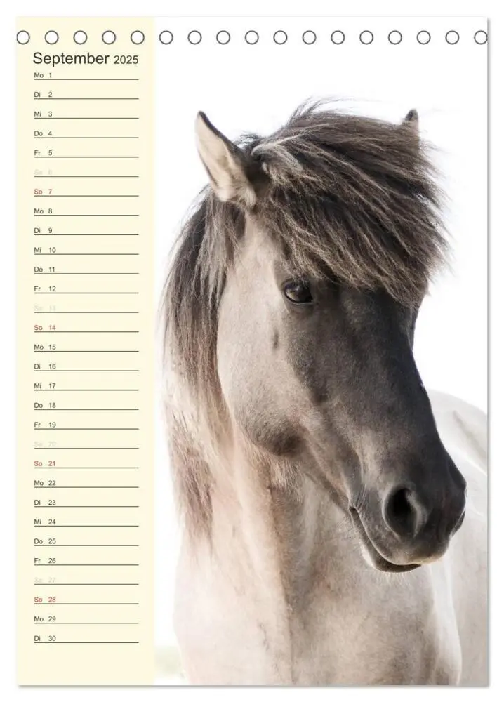 Bild: 9783457039489 | Islandpferde Geburtstagskalender (Tischkalender 2025 DIN A5 hoch),...