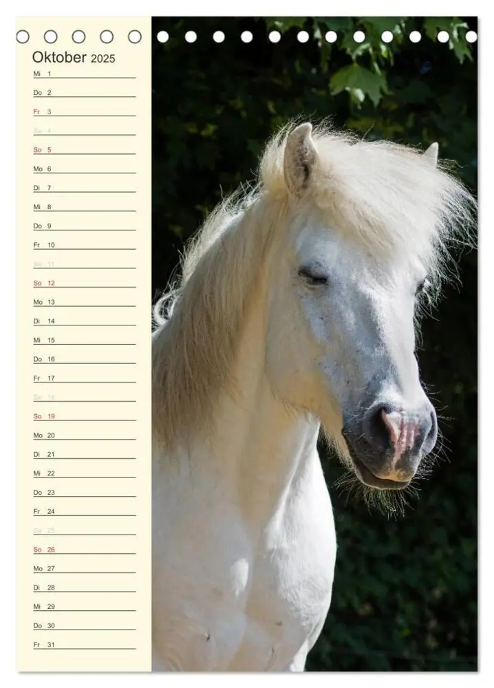 Bild: 9783457039489 | Islandpferde Geburtstagskalender (Tischkalender 2025 DIN A5 hoch),...