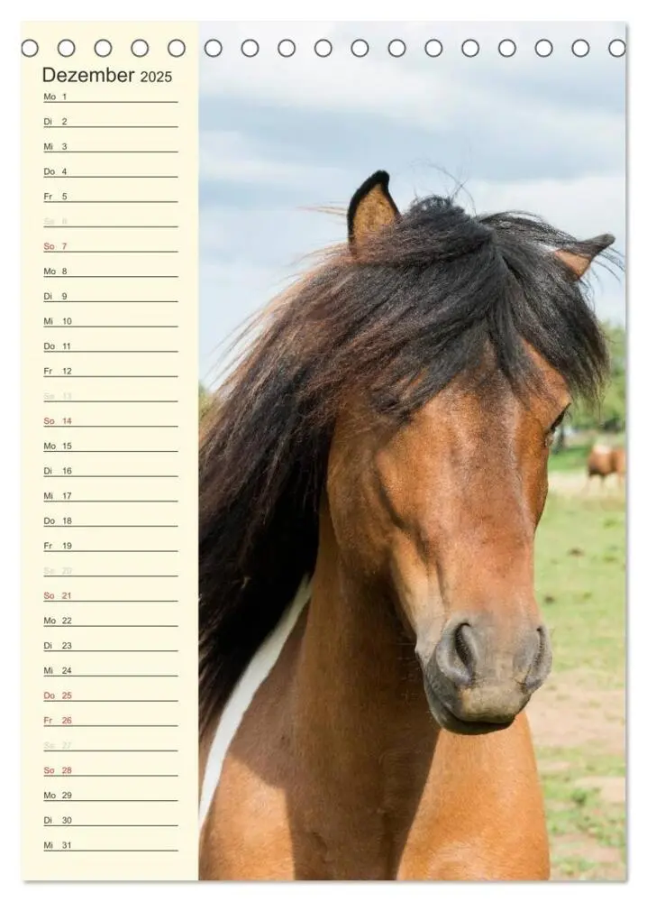 Bild: 9783457039489 | Islandpferde Geburtstagskalender (Tischkalender 2025 DIN A5 hoch),...