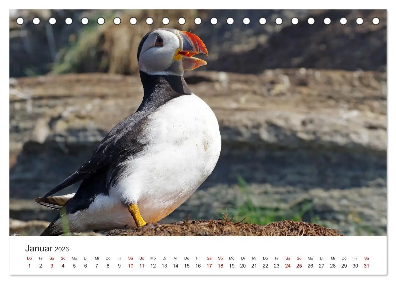 Bild: 9783457589489 | Papageitaucher - Clowns der nordischen Vogelwelt (Tischkalender...