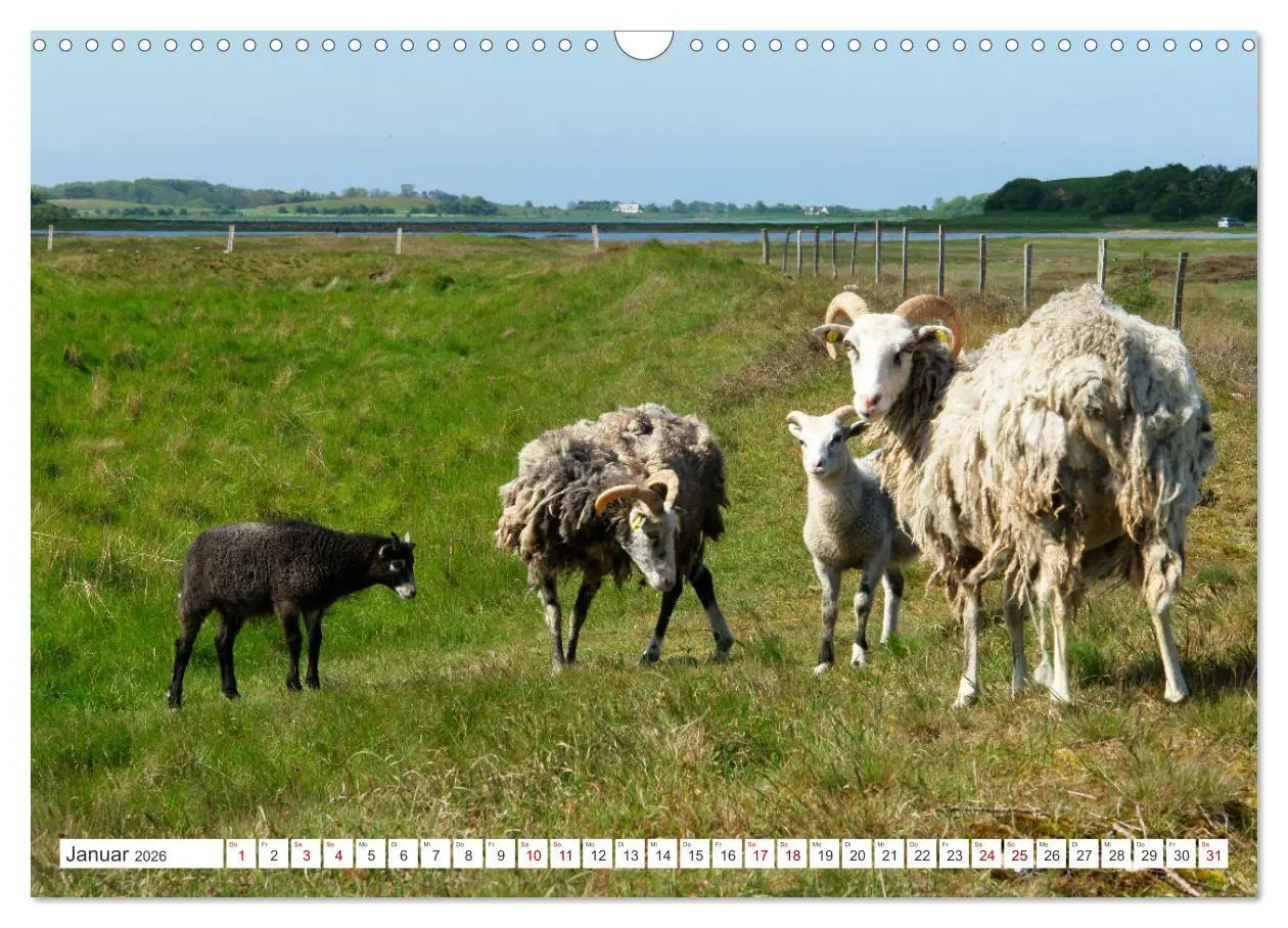 Bild: 9783457409589 | Samsö die dänische Trauminsel im Kattegat (Wandkalender 2026 DIN A3...