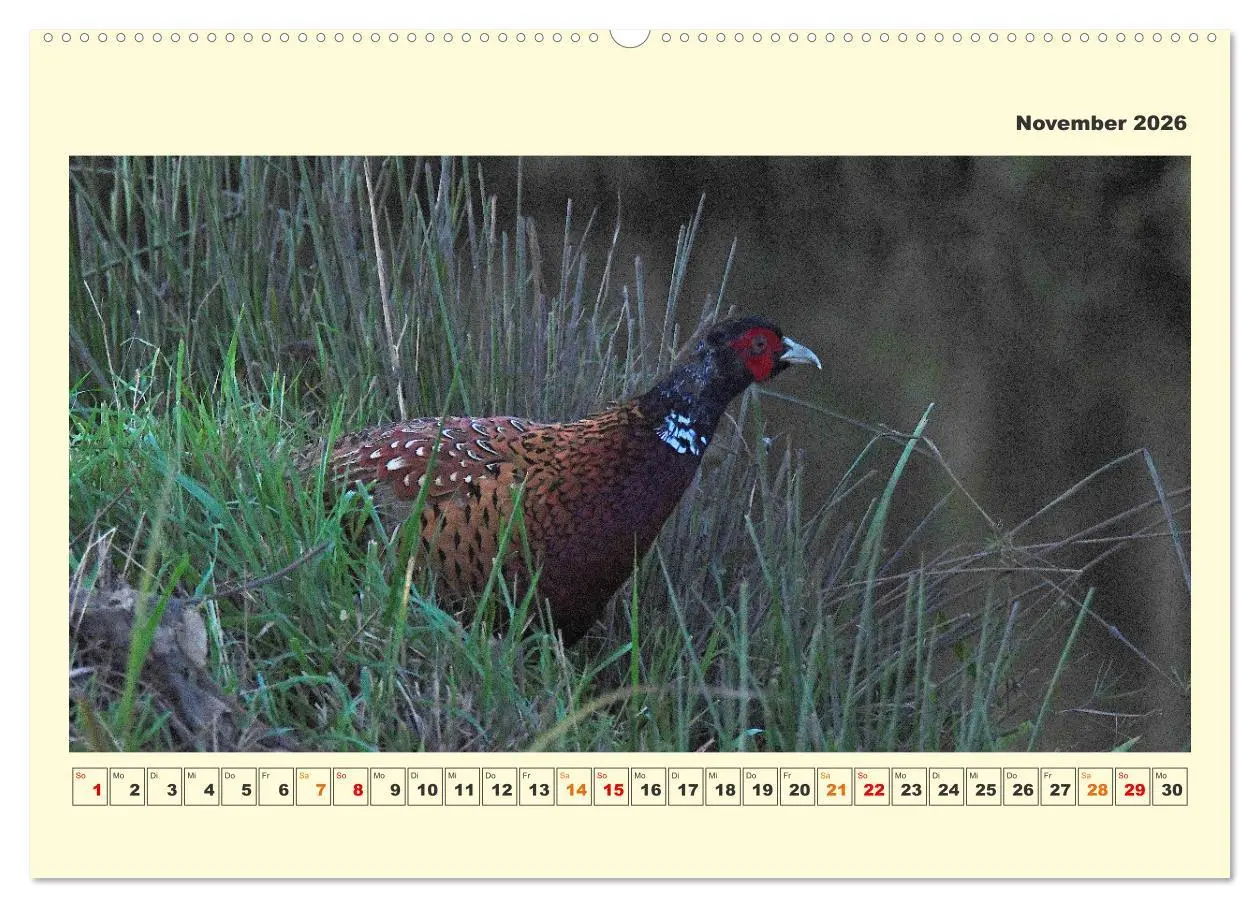 Bild: 9783457569689 | Tierwelt der Wümmeniederung (Wandkalender 2026 DIN A2 quer),...