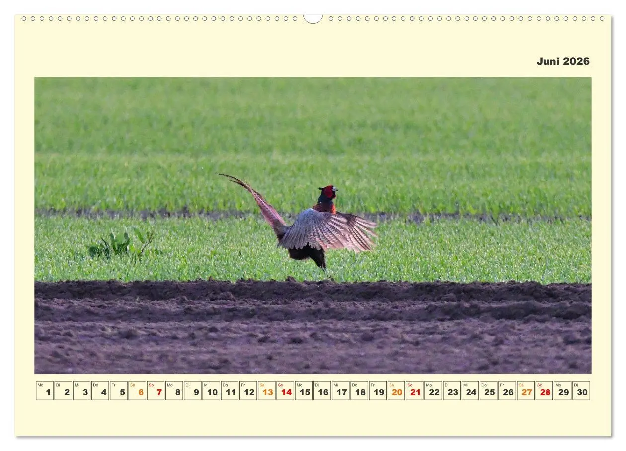 Bild: 9783457569689 | Tierwelt der Wümmeniederung (Wandkalender 2026 DIN A2 quer),...