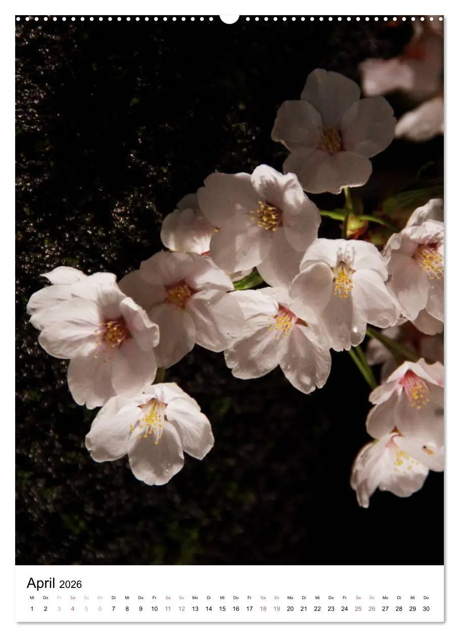 Bild: 9783516409789 | Japan - Kirschblüten (Wandkalender 2026 DIN A2 hoch), CALVENDO...