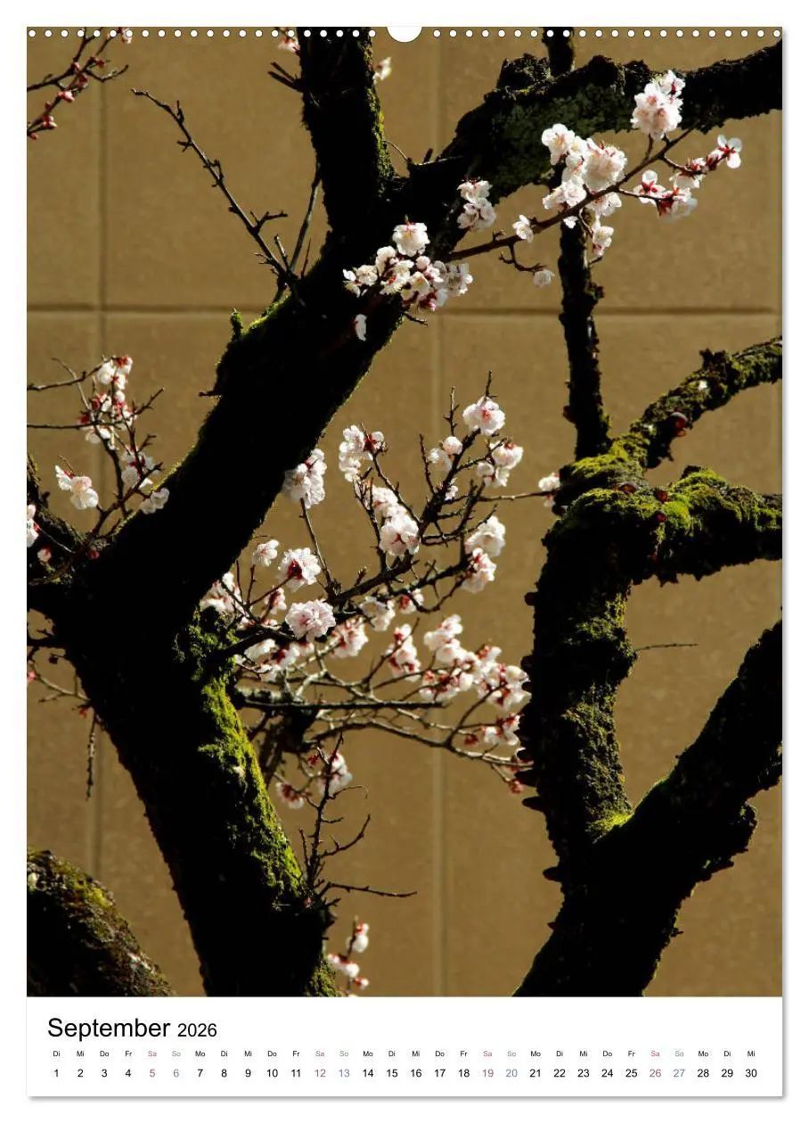 Bild: 9783516409789 | Japan - Kirschblüten (Wandkalender 2026 DIN A2 hoch), CALVENDO...