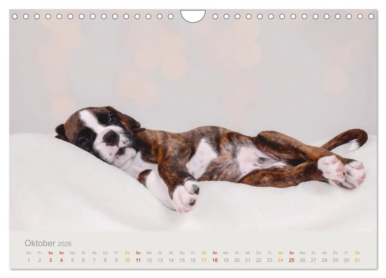 Bild: 9783457309889 | Boxer Welpen einfach zuckersüß (Wandkalender 2026 DIN A4 quer),...