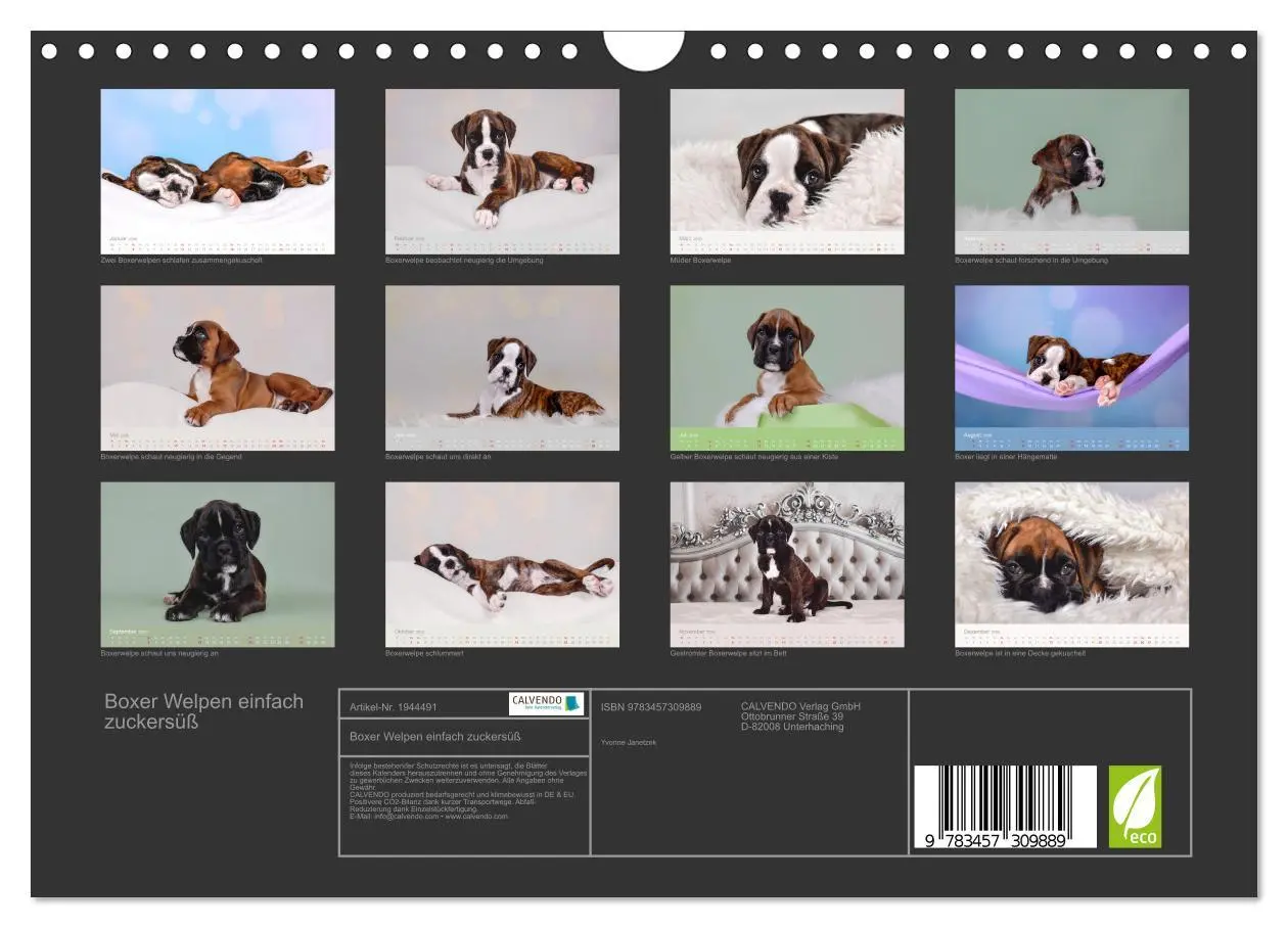 Bild: 9783457309889 | Boxer Welpen einfach zuckersüß (Wandkalender 2026 DIN A4 quer),...