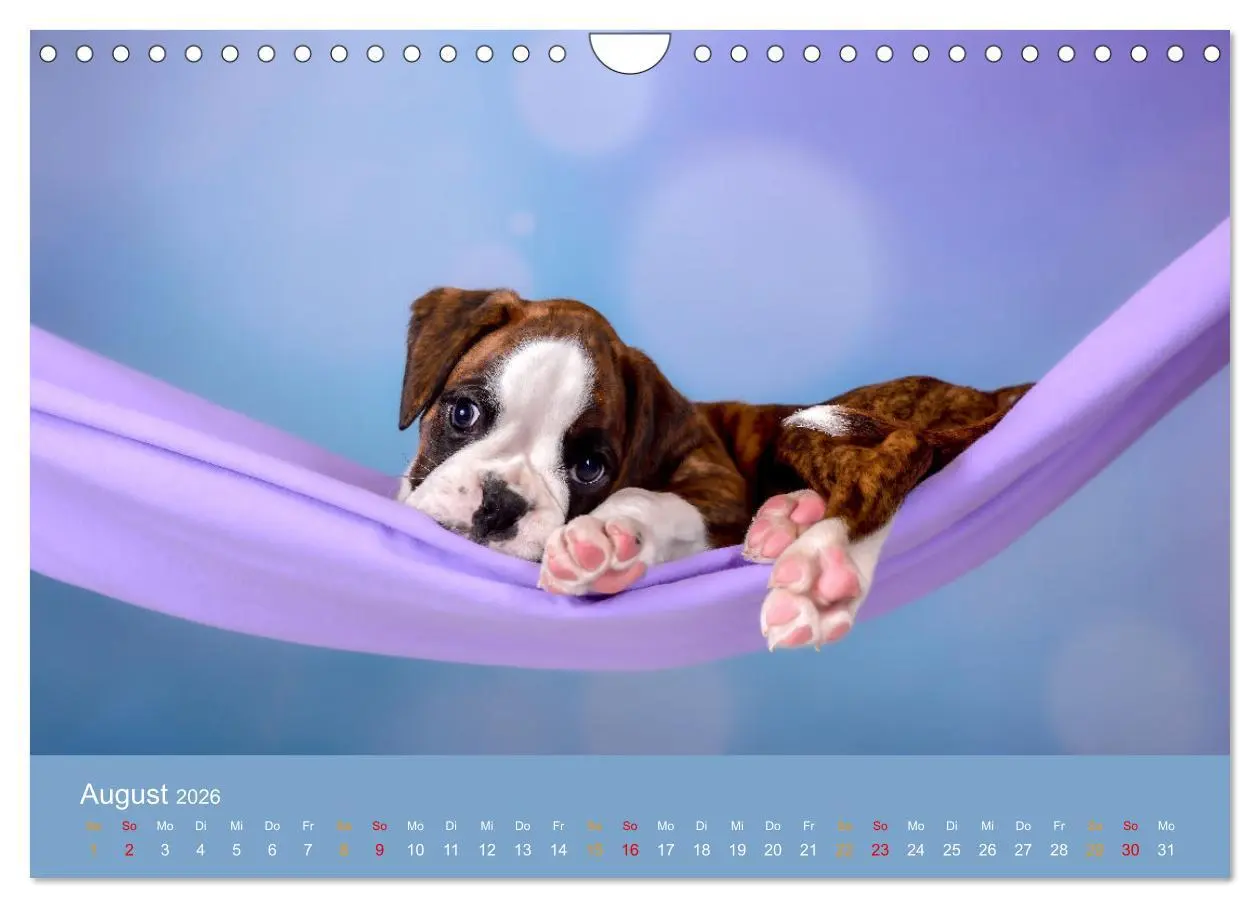 Bild: 9783457309889 | Boxer Welpen einfach zuckersüß (Wandkalender 2026 DIN A4 quer),...