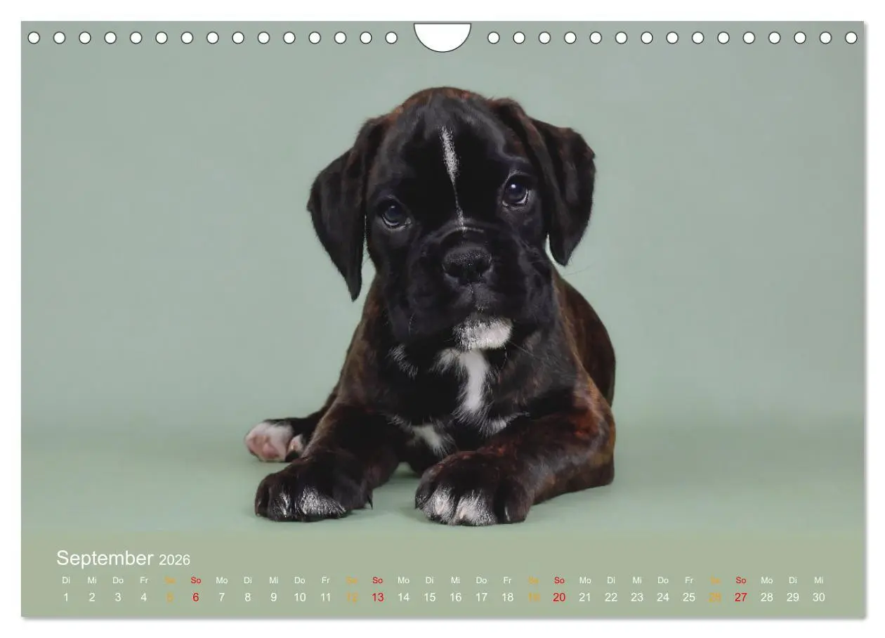 Bild: 9783457309889 | Boxer Welpen einfach zuckersüß (Wandkalender 2026 DIN A4 quer),...