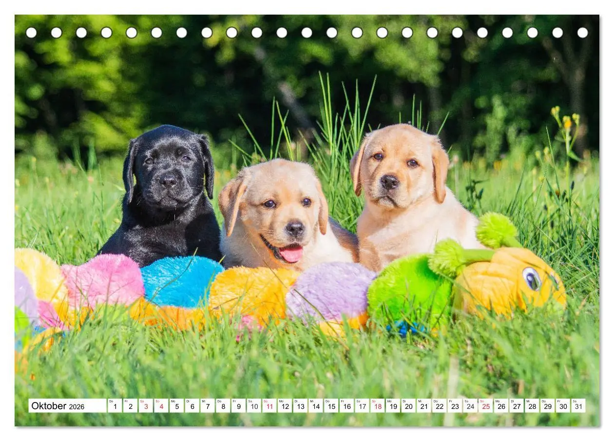 Bild: 9783457779989 | Labrador Retriever Welpen - Kleine Weltentdecker (Tischkalender...