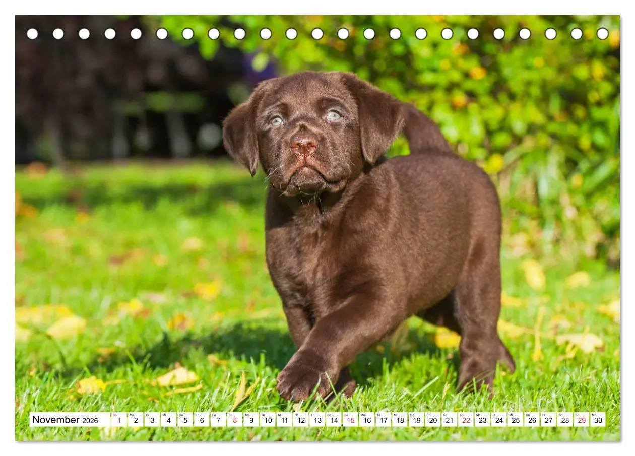 Bild: 9783457779989 | Labrador Retriever Welpen - Kleine Weltentdecker (Tischkalender...