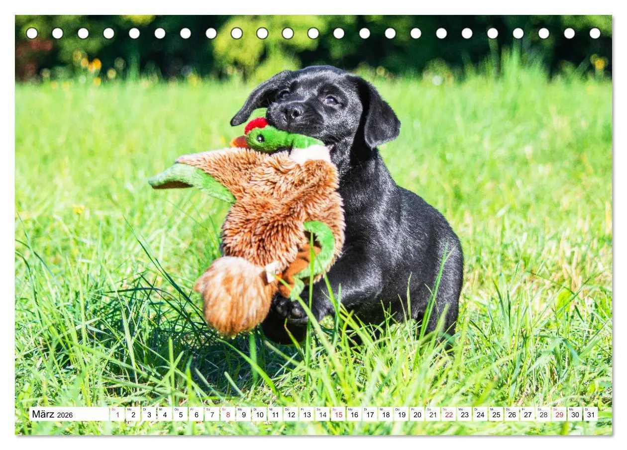 Bild: 9783457779989 | Labrador Retriever Welpen - Kleine Weltentdecker (Tischkalender...