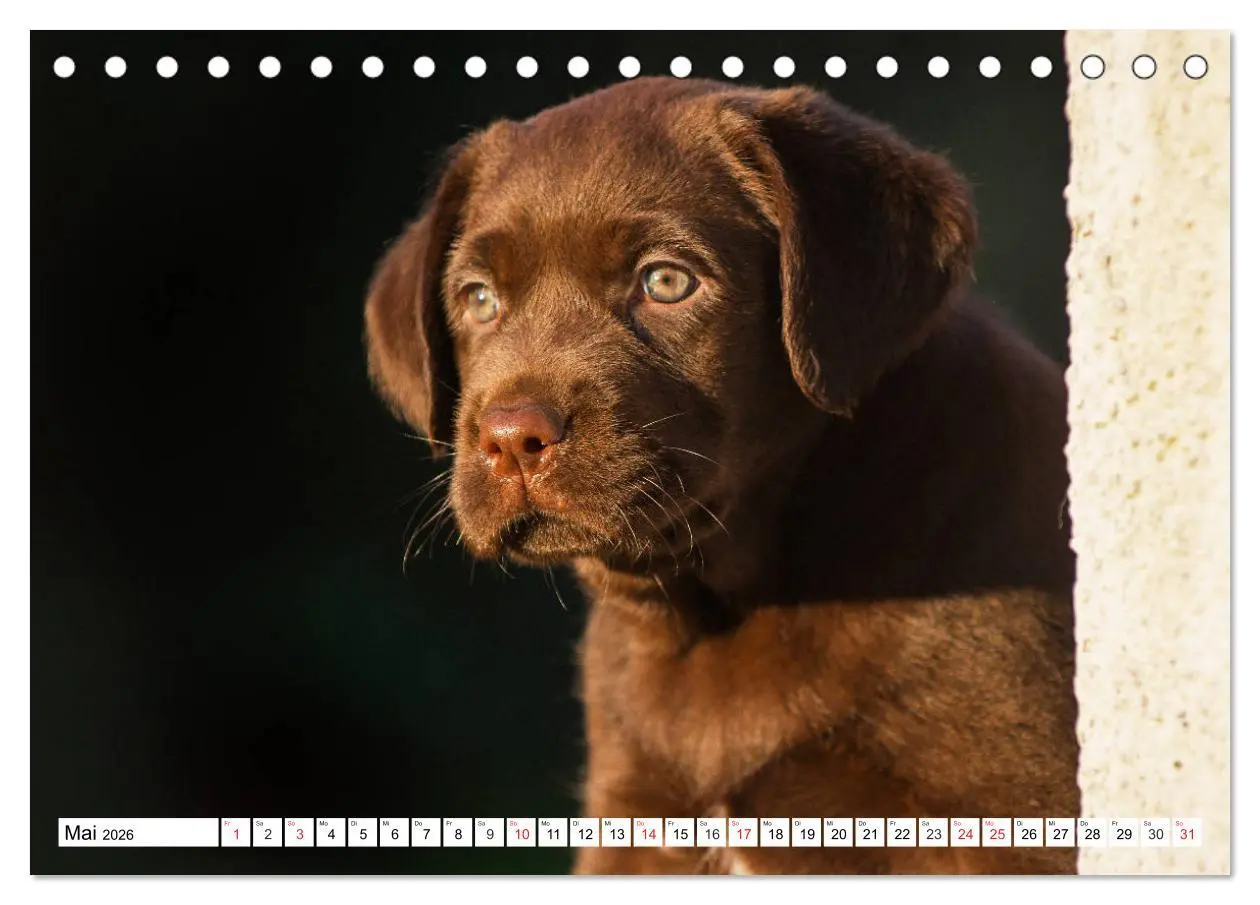 Bild: 9783457779989 | Labrador Retriever Welpen - Kleine Weltentdecker (Tischkalender...