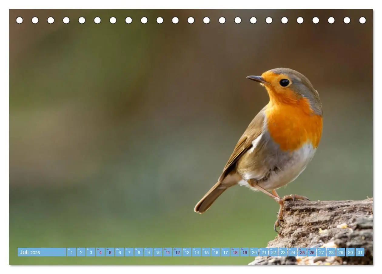 Bild: 9783457620090 | Rotkehlchen - Fotografiert von Ostfriesenfotografie (Tischkalender...