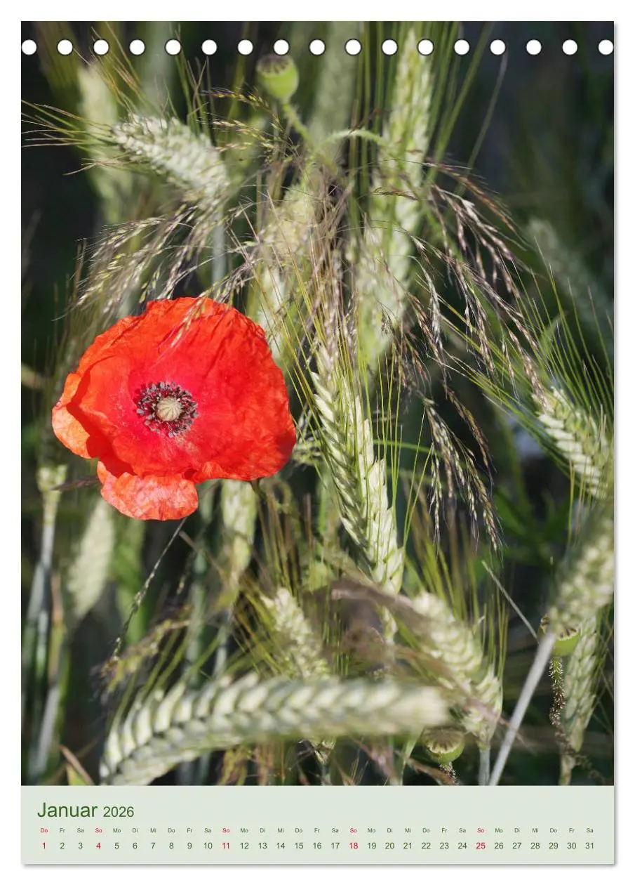 Bild: 9783516400090 | Mohn im Feld (Tischkalender 2026 DIN A5 hoch), CALVENDO Monatskalender