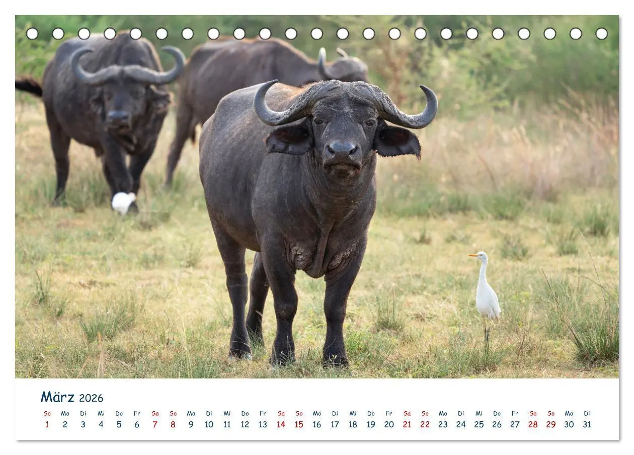 Bild: 9783457610190 | Fernweh Uganda - Naturschönheit Ostafrikas (Tischkalender 2026 DIN...