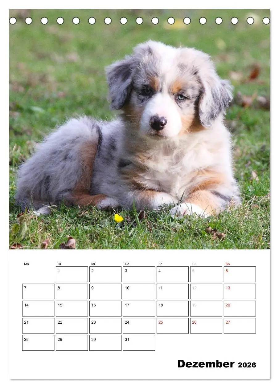 Bild: 9783516480290 | Australian Shepherd (Tischkalender 2026 DIN A5 hoch), CALVENDO...