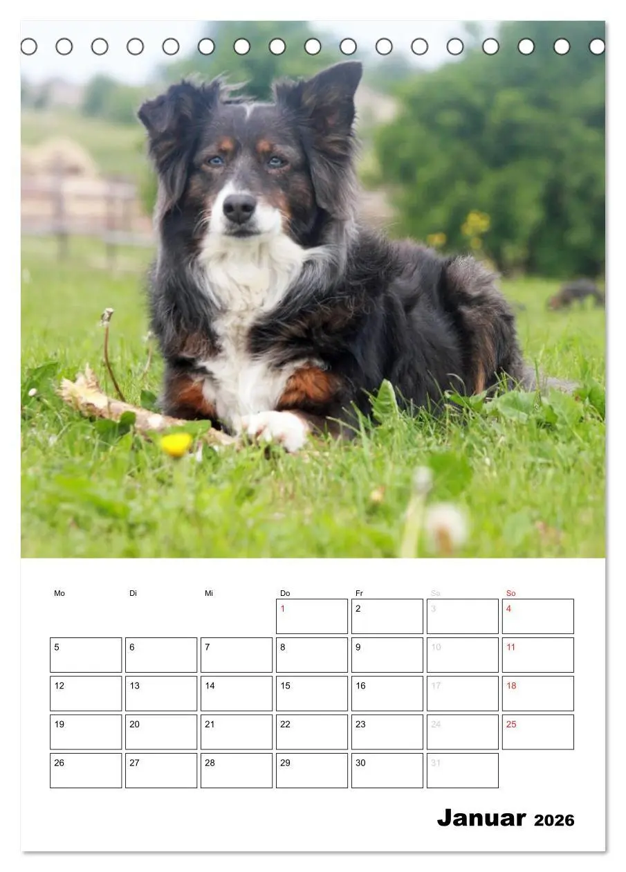 Bild: 9783516480290 | Australian Shepherd (Tischkalender 2026 DIN A5 hoch), CALVENDO...