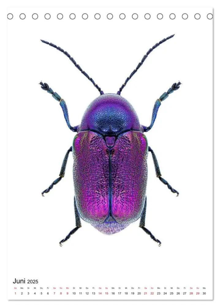 Bild: 9783435980390 | Die schönsten Insekten (Tischkalender 2025 DIN A5 hoch), CALVENDO...