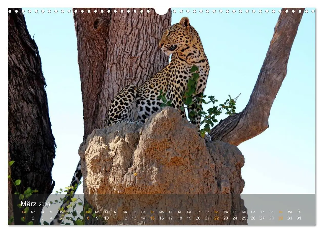Bild: 9783516160390 | Botswana Wildlife (Wandkalender 2026 DIN A3 quer), CALVENDO...
