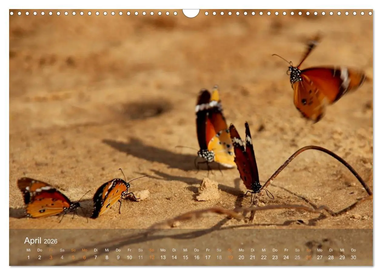 Bild: 9783516160390 | Botswana Wildlife (Wandkalender 2026 DIN A3 quer), CALVENDO...