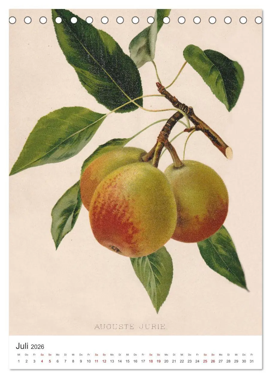 Bild: 9783516300390 | Alte Obstsorten - Birnen 2026 (Tischkalender 2026 DIN A5 hoch),...